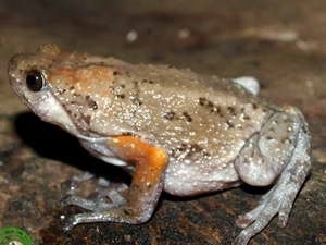 （C）  vietnamplus,　発見された新種のカエル「Kaloula indochinensis」