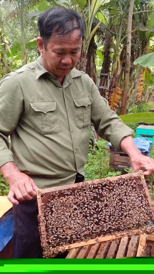 （C）Dan Viet、養蜂箱を検査するサンさん