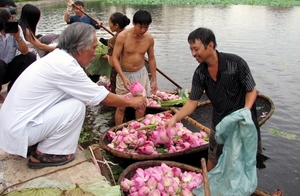 (C) vietnamnet 早朝から蓮の花を仕入れる