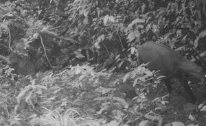 （C）  congan,　9月に撮影された野生のサオラ