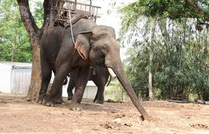 (C) vietnamnet ゾウの背中に乗って散歩するツアーが人気