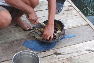 (C) VIETJO, ハロン湾でカブトガニを調理する様子