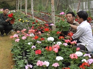 （C） Baolaocai.com.vn