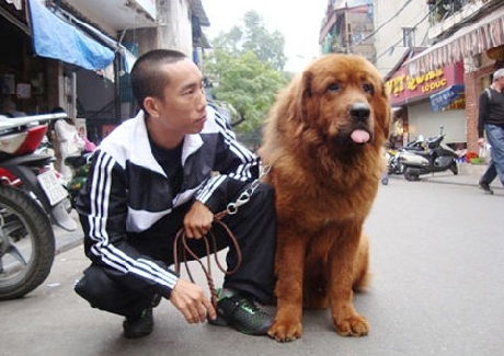 獅子のたてがみを持つ神犬 富裕層に人気 特集 Vietjoベトナムニュース