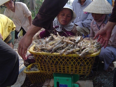 （C）Saigon times,Son Nghia
