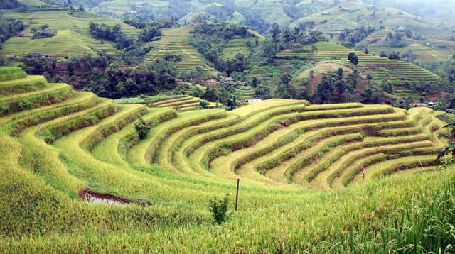 山岳少数民族が開拓した棚田、ベトナム国家遺産に認定 [観光] - VIETJO
