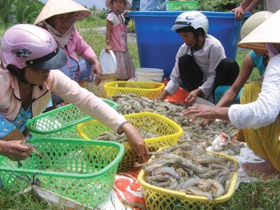 (C)HUỲNH LỢI, Bao Moi