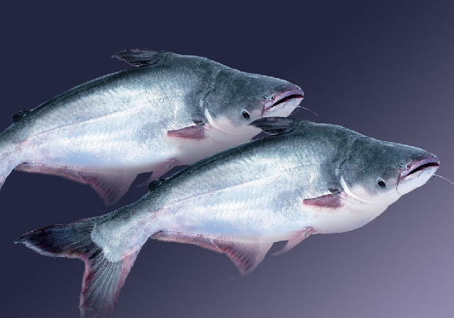 (C)nongdan24g, チャ魚
