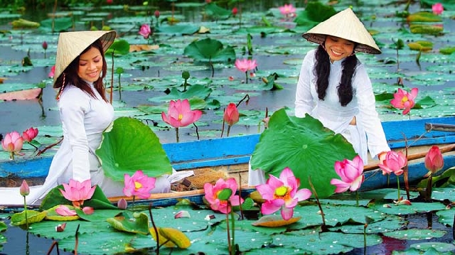 ベトナム国花に 蓮 が最有力 ズン首相が国花制定に同意 社会 Vietjoベトナムニュース