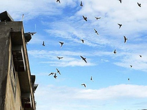 アナツバメ飼育に関する規定整備へ 市街地での飼育による弊害に対応 社会 Vietjoベトナムニュース