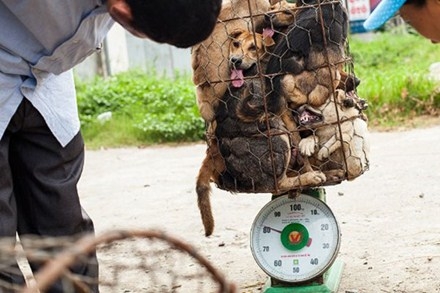 (C) Laodong, ケージに押し込まれた犬たち