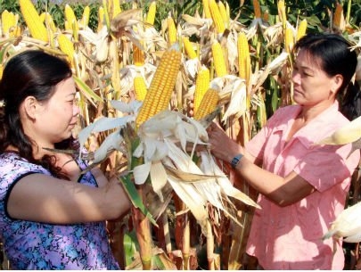 (C)Saigon times,Minh Sang