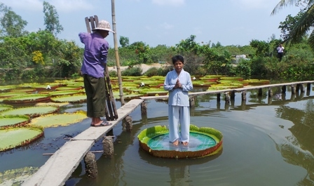 ドンタップ省 寺の池に大人も乗れる巨大なハスの葉 観光 Vietjoベトナムニュース