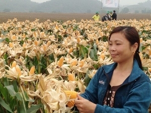 (C) baodientu
