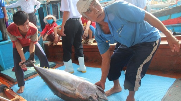 （C）Tien phong,Hoai Van