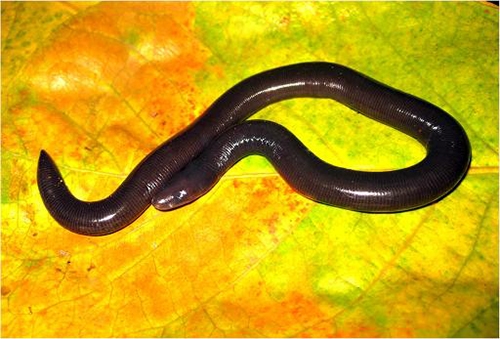 (C) VNexpress, Ichthyophis chaloensis sp.nov