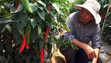 オランダ式水耕栽培システムで成功 日本にもパプリカ輸出 経済 Vietjoベトナムニュース