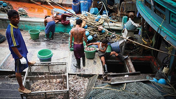 (C) cand