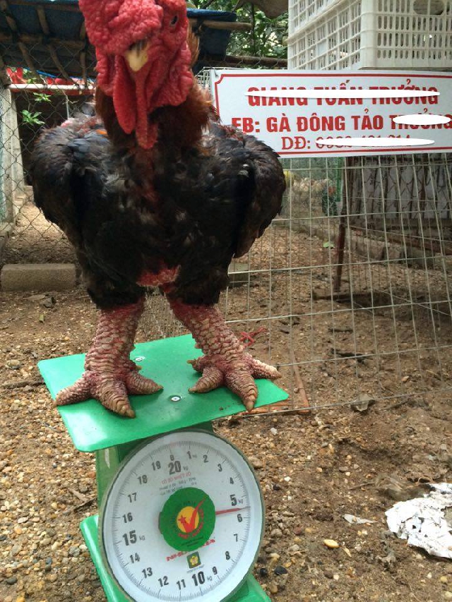 dong tao chicken recipe