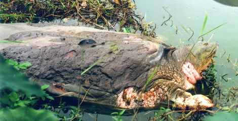 ホアンキエム湖の大亀たち 知られざる受難の歴史 特集 Vietjoベトナムニュース