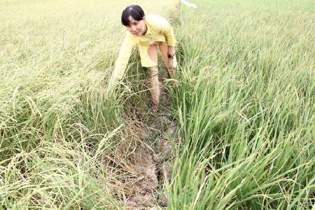 (C)Saigon times,Trung Chanh