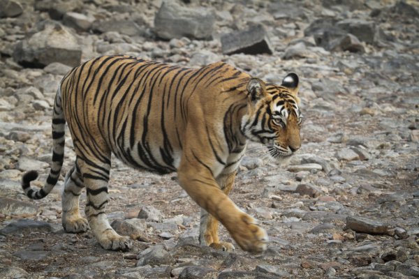 (C)Saigon times,WWF