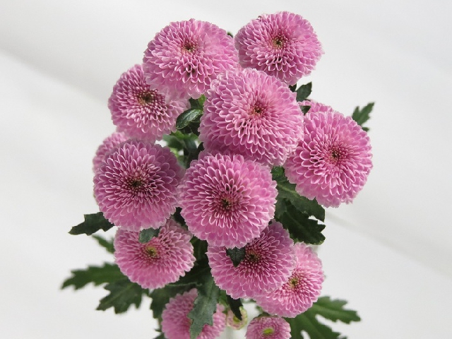 ベトナム産スプレーマム 菊 大田花きの 今年の花 に選出 輸入品で初 日系 Vietjoベトナムニュース