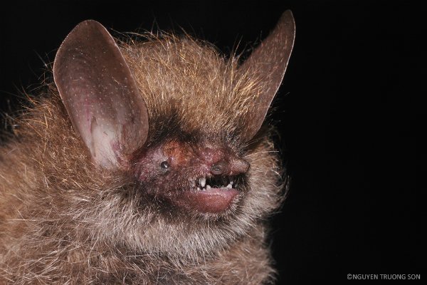 (C) WWF, Saigon Times, ベトナムで発見された新種のコウモリ