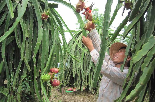 (C) thesaigontimes