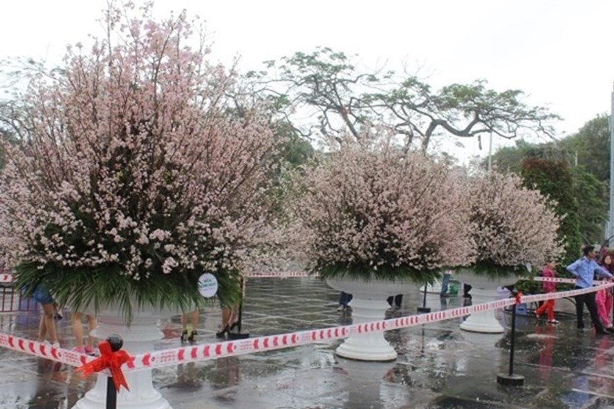 ハイフォン 日本文化交流イベント 3月23日から開催 桜の展示など イベント Vietjoベトナムニュース