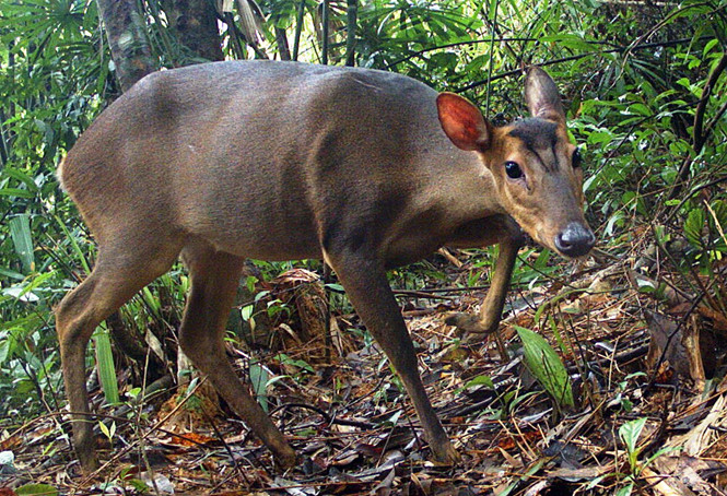 (C) LEIBNIZ - IZW, WWF - VIETNAM
