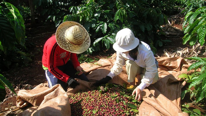 18年のコーヒー輸出量170万tの見込み、ブラジルに次ぐ世界2位 [経済] VIETJOベトナムニュース
