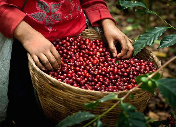 (C) vietnambiz.vn