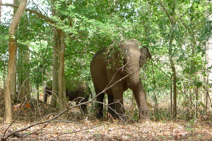 森に帰ったゾウ ベトナム最後のゾウたち 前編 特集 Vietjoベトナムニュース