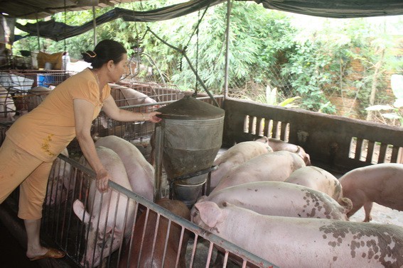 (C) vietnammoi