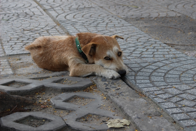 大規模な犬泥棒グループを摘発 1年で100tの犬盗む 三面 Vietjoベトナムニュース