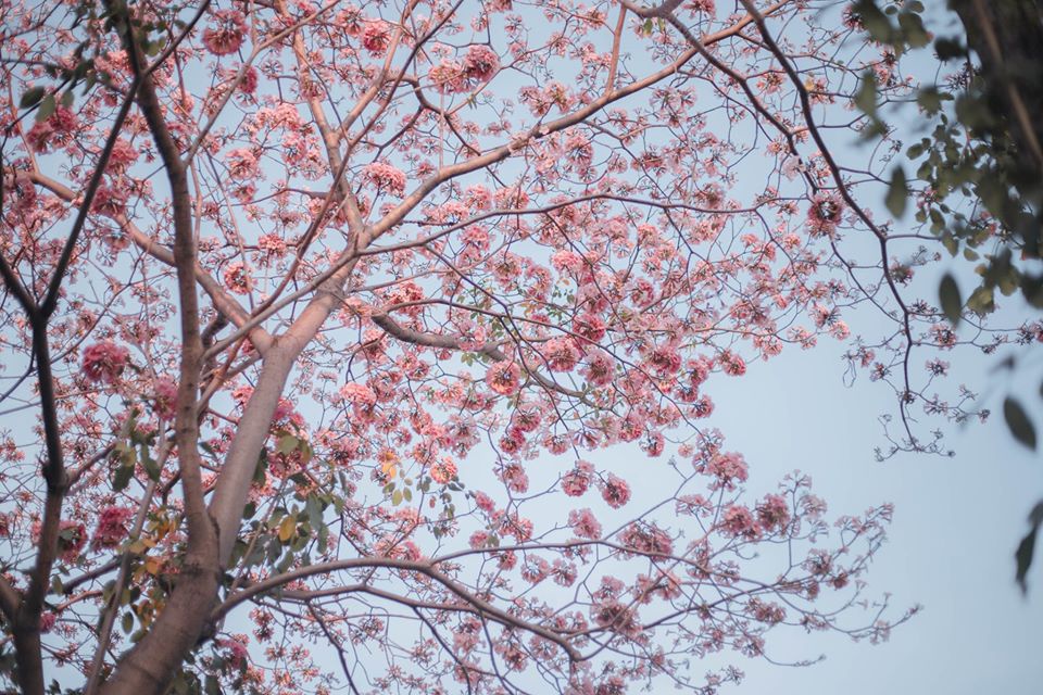 (C) zing