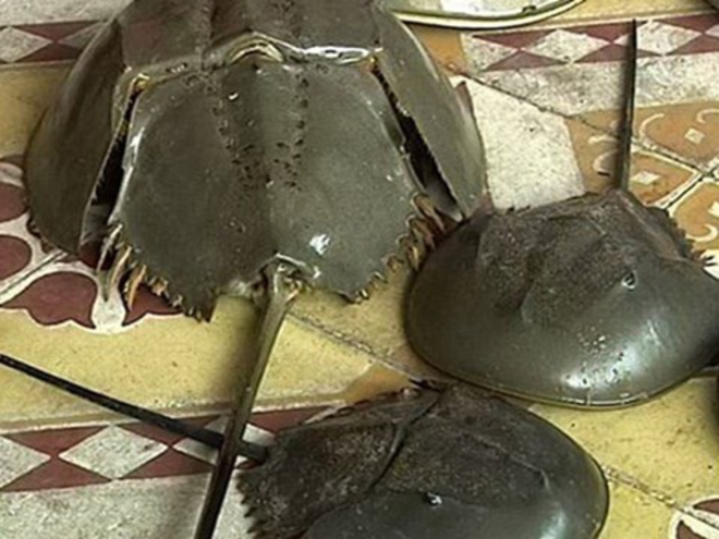 マルオカブトガニをカブトガニと勘違いか 食中毒で8歳女児が死亡 社会 Vietjoベトナムニュース