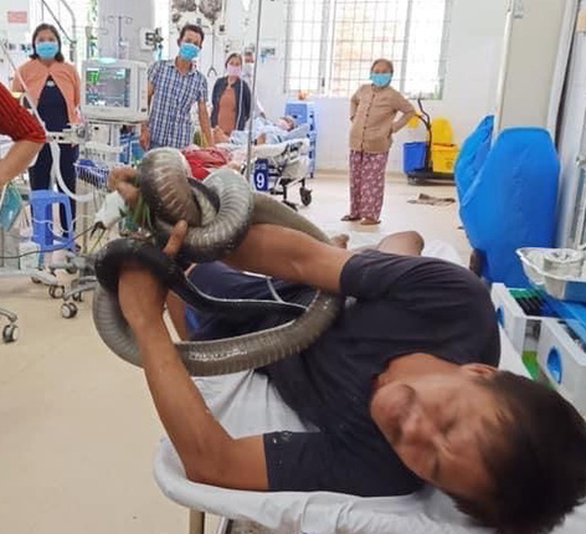 キングコブラに噛まれた男性 腕に巻き付かれた状態で緊急搬送 三面 Vietjoベトナムニュース