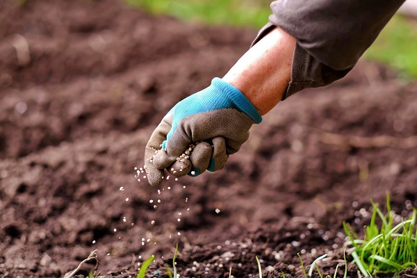 (C) Petrovietnam Ca Mau Fertilizer