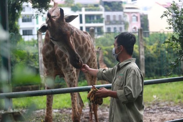 サイゴン動物園 臨時休業で動物たちの餌代が不足 市民が募金開始 経済 Vietjoベトナムニュース サイゴン動物園 臨時休業で動物たちの餌代が不足 市民が募金開始 経済 Vietjoベトナムニュース