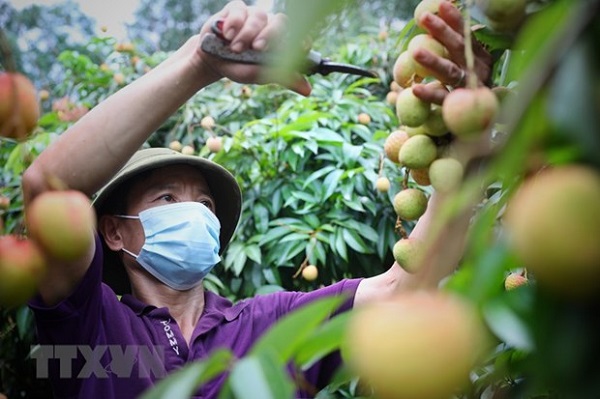 (C) vietnamplus