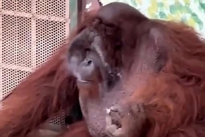 kosen オラウータン key.jpg