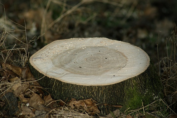 (C) Childzy~commonswiki / Wikimedia Commons / CC BY 3.0