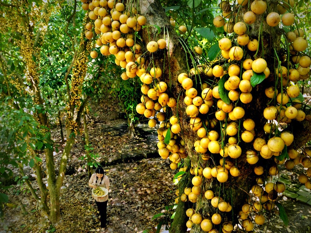 ホーチミン近郊 日帰りで旬のフルーツを堪能できる果樹園5選 観光 Vietjoベトナムニュース