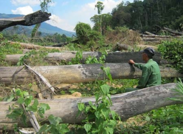ベトナムは天然林の4割を破壊 Wwfがメコン川流域の森林破壊に警鐘 社会 Vietjoベトナムニュース