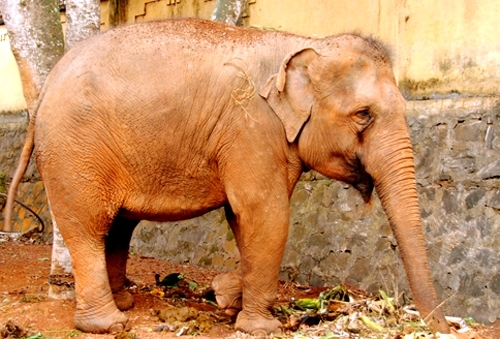 サーカス団の象に襲われ12歳の少年が死亡 [社会] - VIETJOベトナムニュース