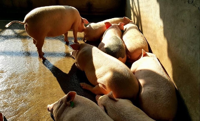 ニンビン省 茶で育てた茶豚 日本のブランド豚がヒント 経済 Vietjoベトナムニュース