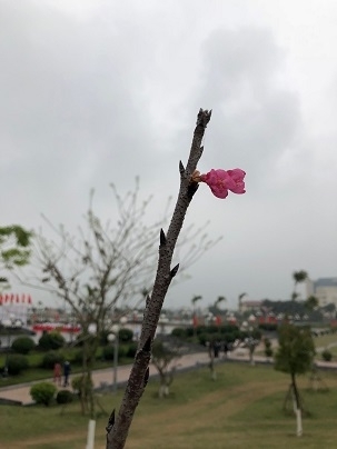(C) 在ベトナム日本国大使館