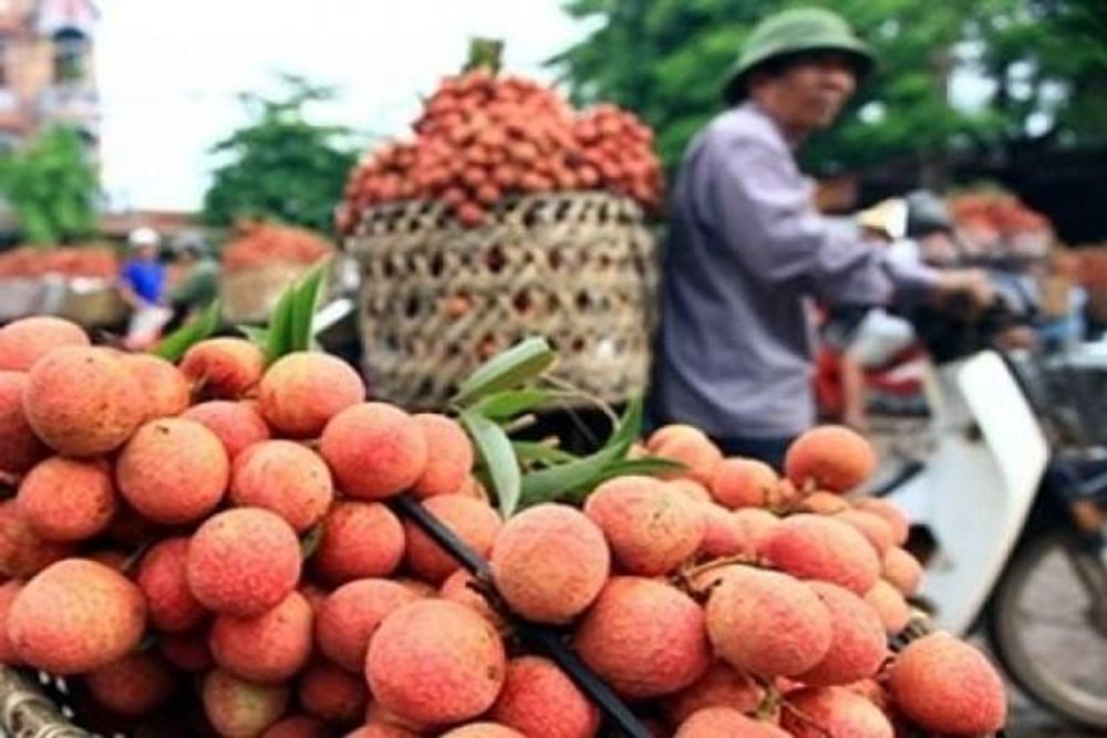 ベトナム産ライチ生果実の日本への初輸出 コロナ禍で黄信号 経済 Vietjoベトナムニュース